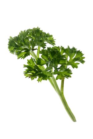 parsley herb isolated on a white backgroundの写真素材