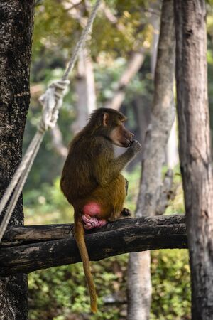 Yellow Baboon life in the Zooの写真素材