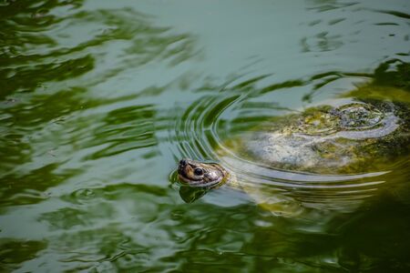 Bahadurpura Zoo Turtlesの写真素材