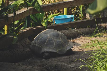 Giant turtle eating green grass in Bahadurpura Zooの写真素材