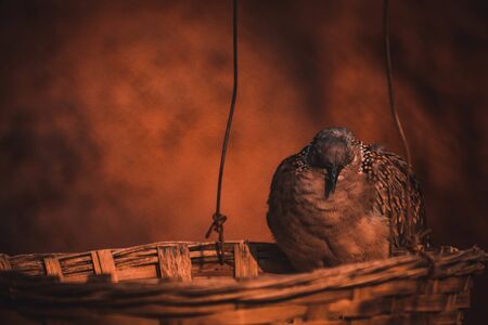 The spotted dove or (spilopelia chinensis) or mountain dove or pearl-necked dove or lace-necked dove or spotted turtle-dove.の写真素材
