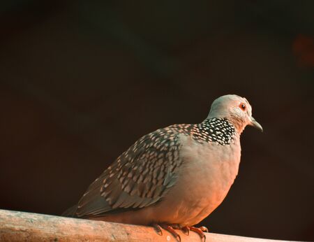 The spotted dove or (spilopelia chinensis) or mountain dove or pearl-necked dove or lace-necked dove or spotted turtle-dove.の写真素材