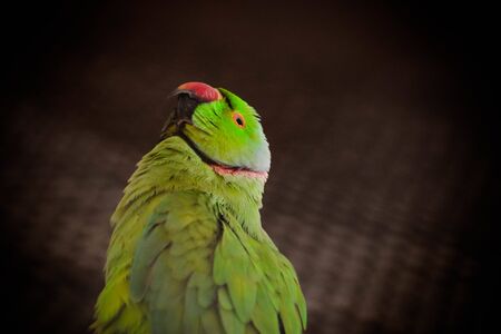 Rose-ringed Parakeet in zooの写真素材