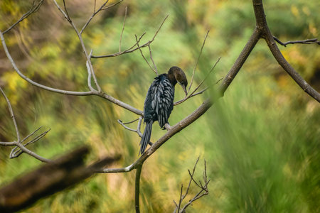 juvenile cormorant bird