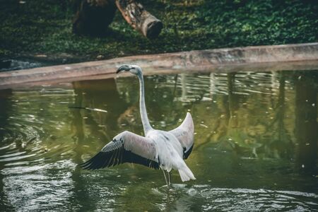 Greater Flamingo (Phoenicopterus roseus). Wild life animal.の写真素材