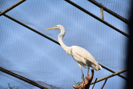 great egret bird life in the zooの写真素材