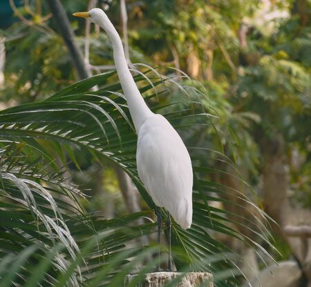 great egret bird life in the zooの写真素材