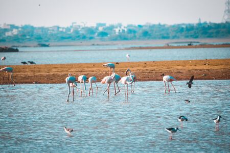 Lesser flamingo, Himayat Sagar Lake, Hyderabadの写真素材