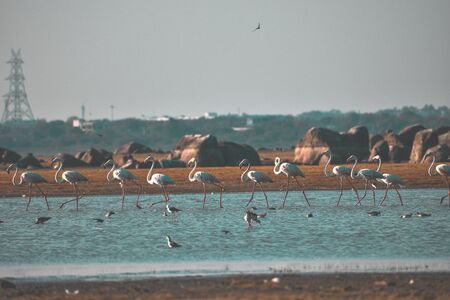 Lesser flamingo, Himayat Sagar Lake, Hyderabadの写真素材