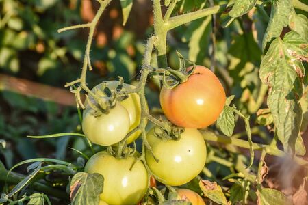 Green grapevine tomatoes. Green unripe tomatoes on the bush. Tomatoes on the vine, tomatoes growing on the branches. Green vegetables in the greenhouse, the shrub immature vegetablesの写真素材