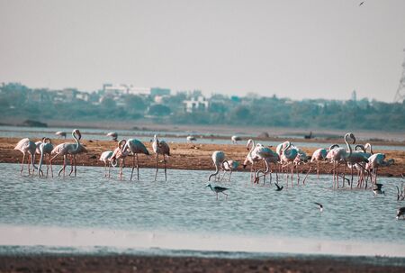 Lesser flamingo, Himayat Sagar Lake, Hyderabadの写真素材