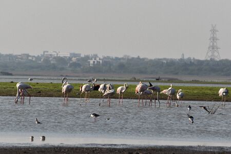 Lesser flamingo, Himayat Sagar Lake, Hyderabadの写真素材