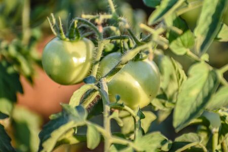 Green grapevine tomatoes. Green unripe tomatoes on the bush. Tomatoes on the vine, tomatoes growing on the branches. Green vegetables in the greenhouse, the shrub immature vegetablesの写真素材