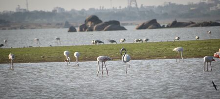 Lesser flamingo, Himayat Sagar Lake, Hyderabadの写真素材