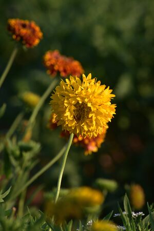 Marigold yellow flower in the gardenの写真素材