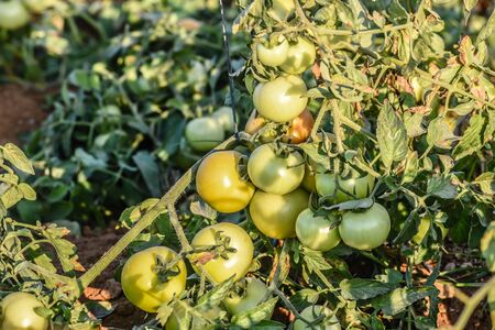 Green grapevine tomatoes. Green unripe tomatoes on the bush. Tomatoes on the vine, tomatoes growing on the branches. Green vegetables in the greenhouse, the shrub immature vegetablesの写真素材