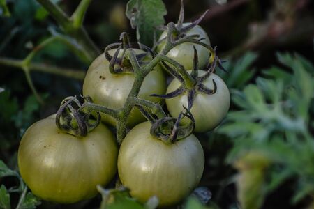 Green grapevine tomatoes. Green unripe tomatoes on the bush. Tomatoes on the vine, tomatoes growing on the branches. Green vegetables in the greenhouse, the shrub immature vegetablesの写真素材