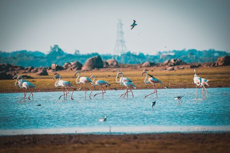 Lesser flamingo, Himayat Sagar Lake, Hyderabadの写真素材