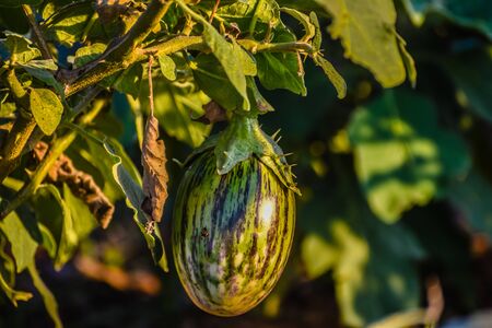 A brinjal growing in the fieldの写真素材
