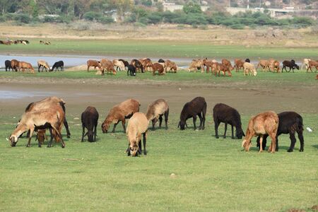 Domestic sheep grazing or eating green grass in meadow or pasture at Himayat Sagar Lake, Hyderabad, India.の写真素材