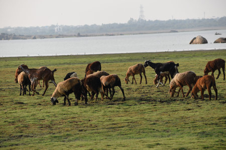 Domestic sheep grazing or eating green grass in meadow or pasture at Himayat Sagar Lake, Hyderabad,...