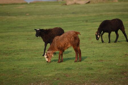 Domestic sheep grazing or eating green grass in meadow or pasture at Himayat Sagar Lake, Hyderabad, India.の写真素材