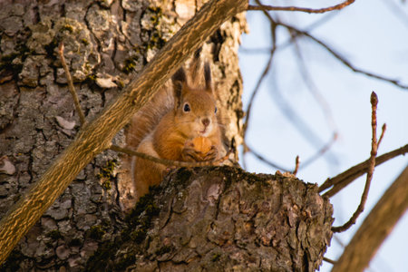 Nature, spring, squirrel on a tree with a nut. Sunny spring morning.