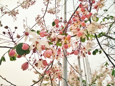 Cherry blossomの写真素材