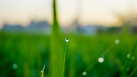 A dew drops on a green paddy grass in the morningの写真素材