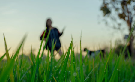Woman stands behind a green paddy grass with a dog in the morningの写真素材