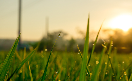 A dew drops on a green paddy grass in the morningの写真素材