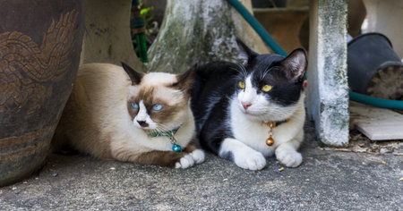 Siamese cat with black and white cat are sitting on the ground near glazed water jar with dragon patterns, looking for somethingの写真素材