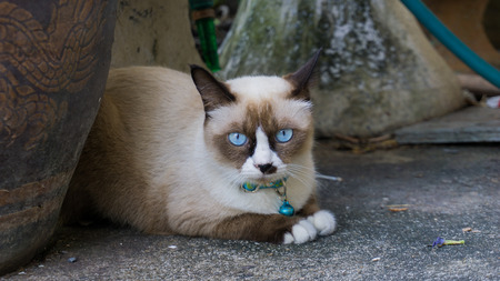 Siamese cat sit on the ground and looking around near glazed water jar with dragon patternsの写真素材