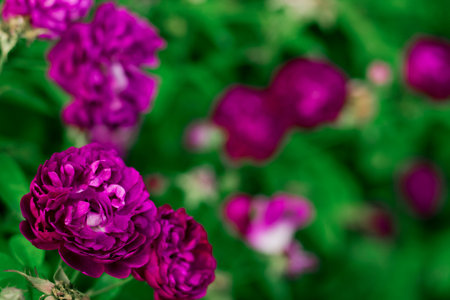 Purple roses in the garden, Baden, Austria