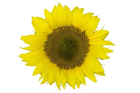 Bright yellow sunflowers on a white background clipartの写真素材