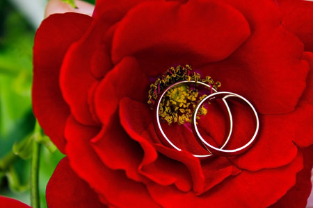 Wedding rings of white gold on the red roseの写真素材