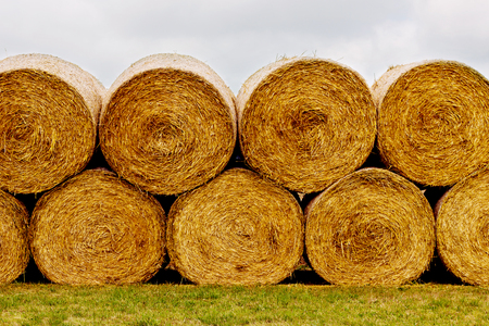 Hay bales on the field after harvest. A stack of hay.の写真素材