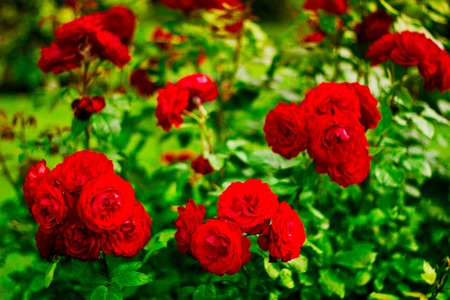 Beautiful roses on the bush in the garden in vintage toning. Rosary in Baden, Austria.の写真素材