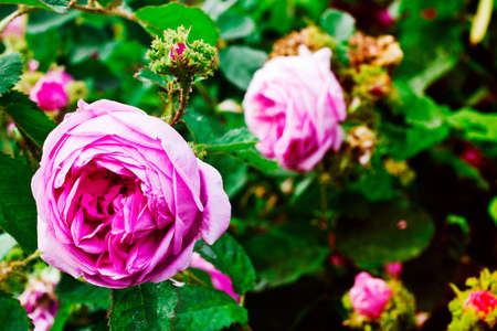 Beautiful roses on the bush in the garden in vintage toning. Rosary in Baden, Austria.の写真素材