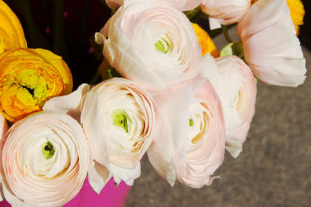 Bouquet of pink ranunkulus. Flowers in a pot. Background for Mother's Day, Valentine's Day, Women's Day.の写真素材