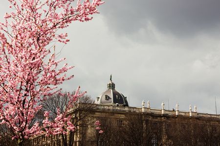 Urban landscape in Vienna, Austria against a background of a blossoming pink tree. Spring in Europe.のeditorial素材