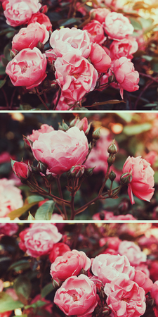 Bushes pink tea rose in a vintage film effect with toning. Collage triptych. Rose Garden.の写真素材