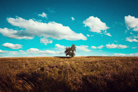 Lonely green tree in the field in vintage toning. Landscape in a rustic style in Waldviertel, Austria. A view of the horizon at sunset. Cloudy sky over the field.の写真素材