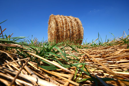Round haystacks lie on the field on a sunny day. Autumn landscape. The harvest in the autumn on the...