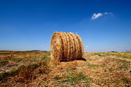 Round haystacks lie on the field on a sunny day. Autumn landscape. The harvest in the autumn on the farm.の写真素材