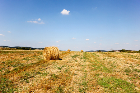 Round haystacks lie on the field on a sunny day. Autumn landscape. The harvest in the autumn on the farm.の写真素材