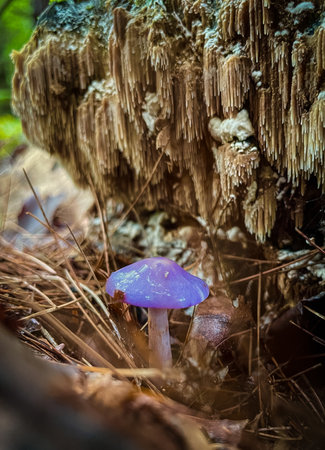 Purple mushroomの写真素材