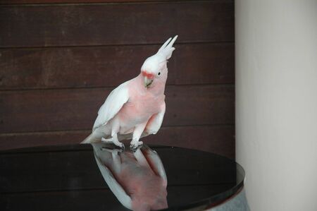 Parrot standing on a tableの写真素材