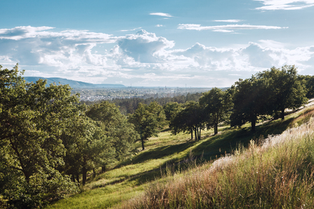 The trees in the rays of the sunの写真素材