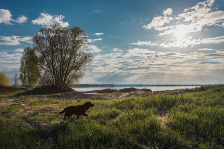 dog walks on green grass in the rays of the sun. In the background the mountains and the riverの写真素材